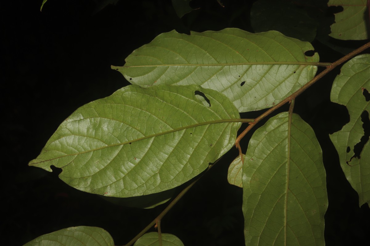 Prunus walkeri (Wight) Kalkman